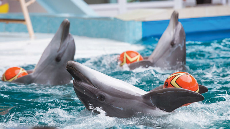 Дельфинарий в Евпатории с детьми